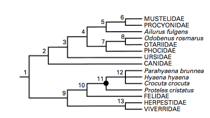 Figure 1. The phylogenic tree of the Carnivora showing the placement of the Mustelidae within its phylogeny; (Olaf, 1998)